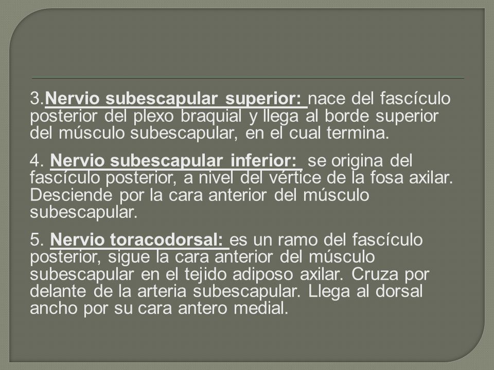 3.Nervio subescapular superior: nace del fascículo posterior del plexo braquial y llega al borde superior del músculo subescapular, en el cual termina.