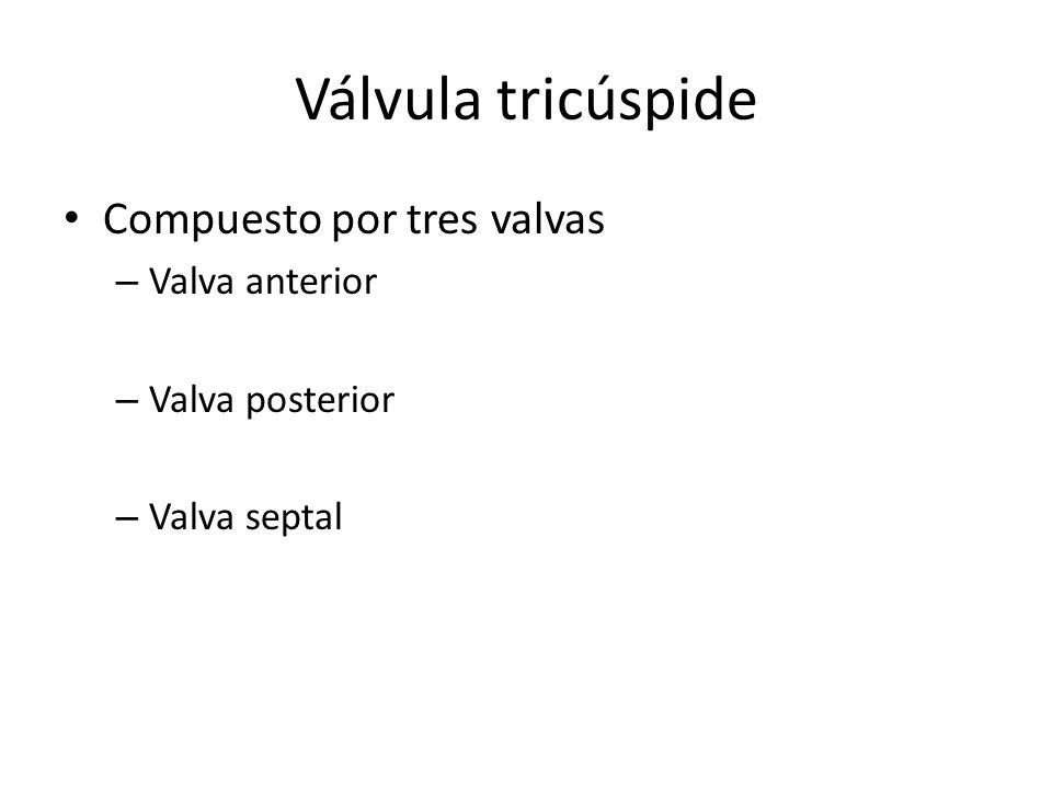 Válvula tricúspide Compuesto por tres valvas Valva anterior