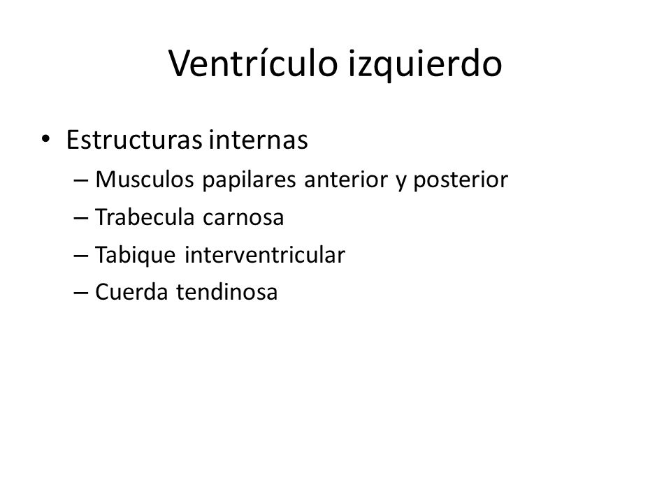 Ventrículo izquierdo Estructuras internas
