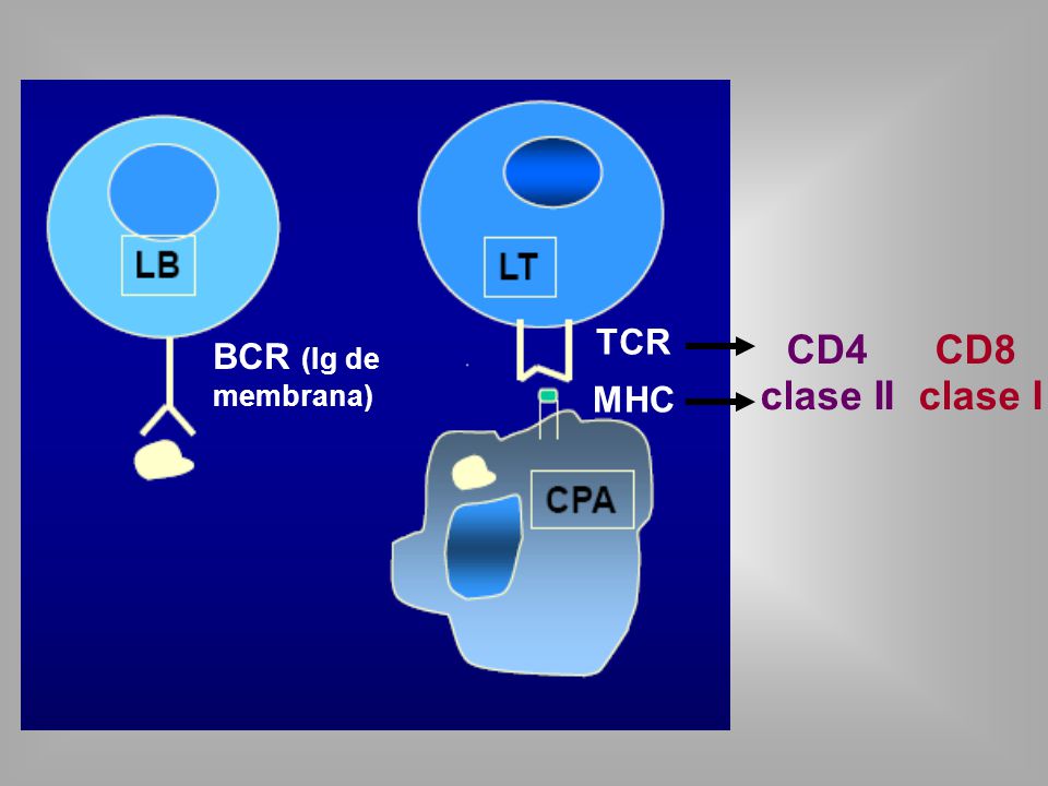 TCR CD4 CD8 BCR (Ig de membrana) MHC clase II clase I