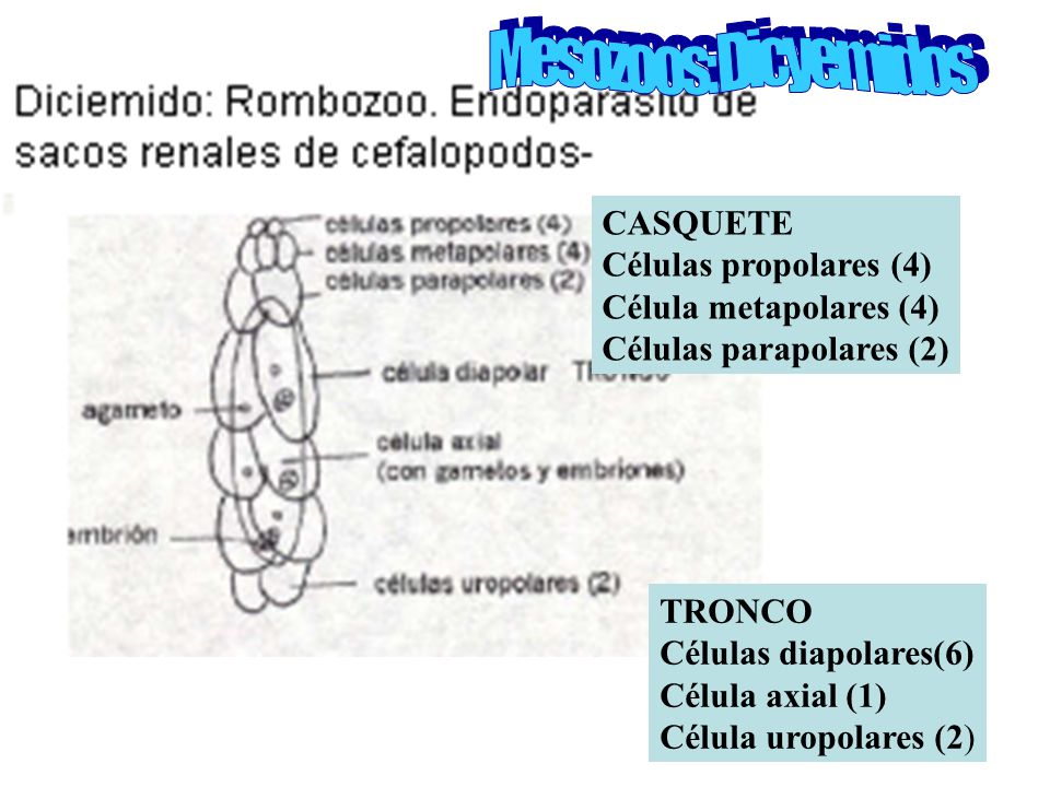 Mesozoos: Dicyemidos CASQUETE Células propolares (4)