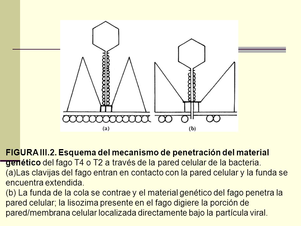 FIGURA III.2. Esquema del mecanismo de penetración del material genético del fago T4 o T2 a través de la pared celular de la bacteria.