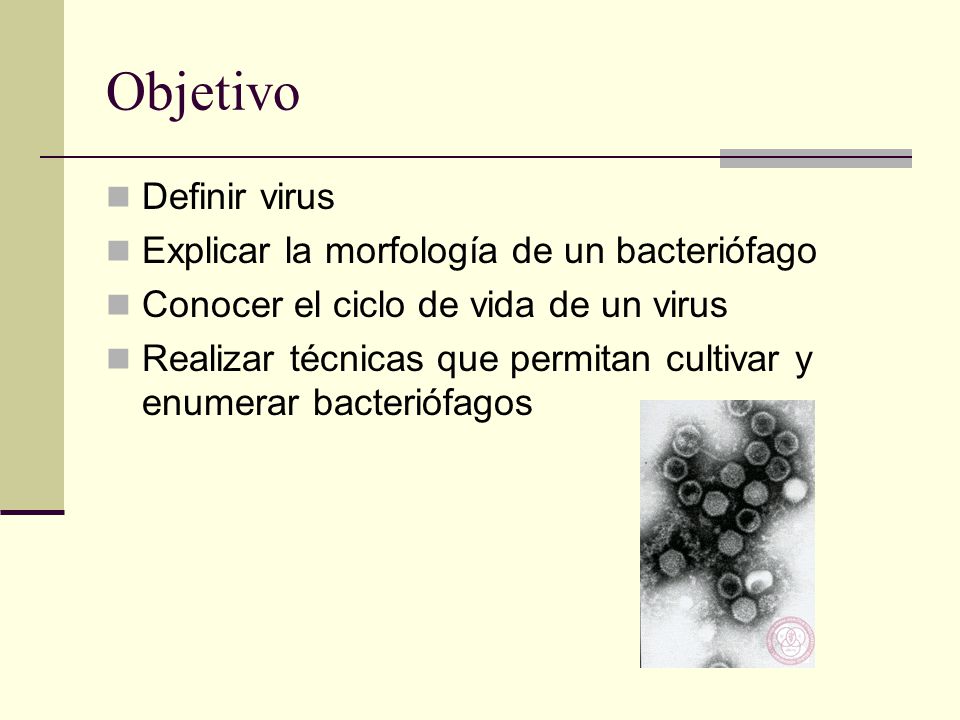 Objetivo Definir virus Explicar la morfología de un bacteriófago