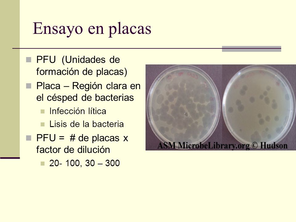 Ensayo en placas PFU (Unidades de formación de placas)