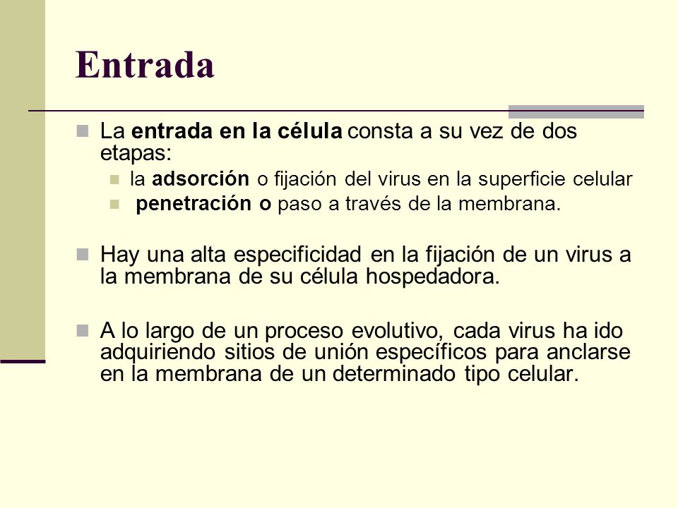 Entrada La entrada en la célula consta a su vez de dos etapas: