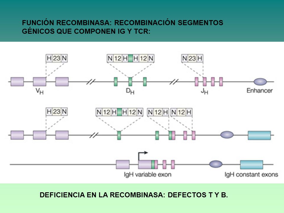 FUNCIÓN RECOMBINASA: RECOMBINACIÓN SEGMENTOS GÉNICOS QUE COMPONEN IG Y TCR:
