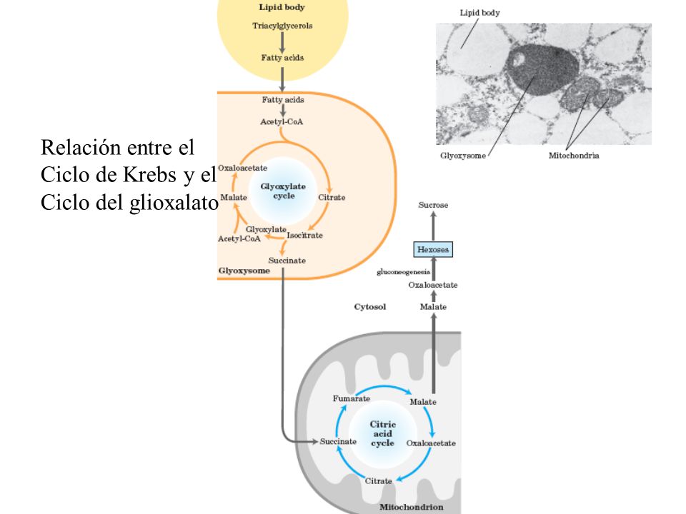 Relación entre el Ciclo de Krebs y el Ciclo del glioxalato