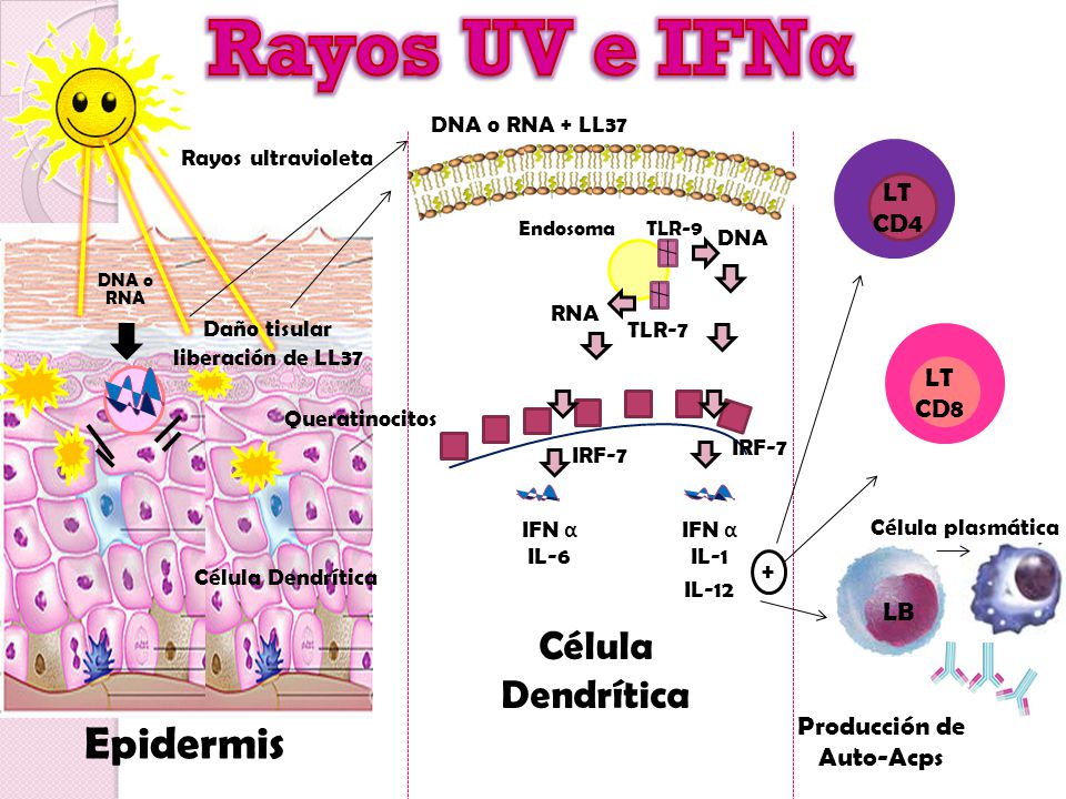 Rayos UV e IFNα Epidermis Célula Dendrítica LT CD4 LT CD8 + LB