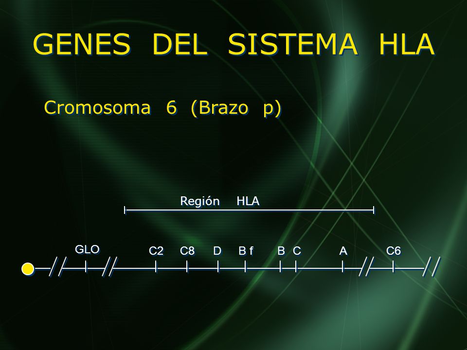 GENES DEL SISTEMA HLA Cromosoma 6 (Brazo p) Región HLA C2 GLO B f D C8