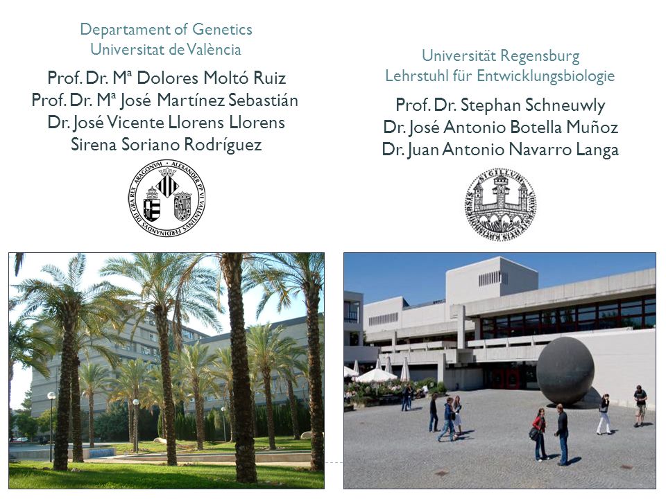 Prof. Dr. Mª Dolores Moltó Ruiz Prof. Dr. Mª José Martínez Sebastián