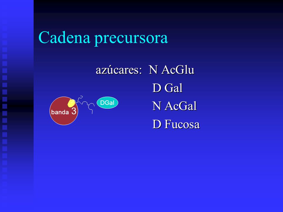 Cadena precursora azúcares: N AcGlu D Gal N AcGal D Fucosa DGal