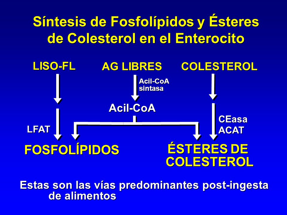 Síntesis de Fosfolípidos y Ésteres de Colesterol en el Enterocito