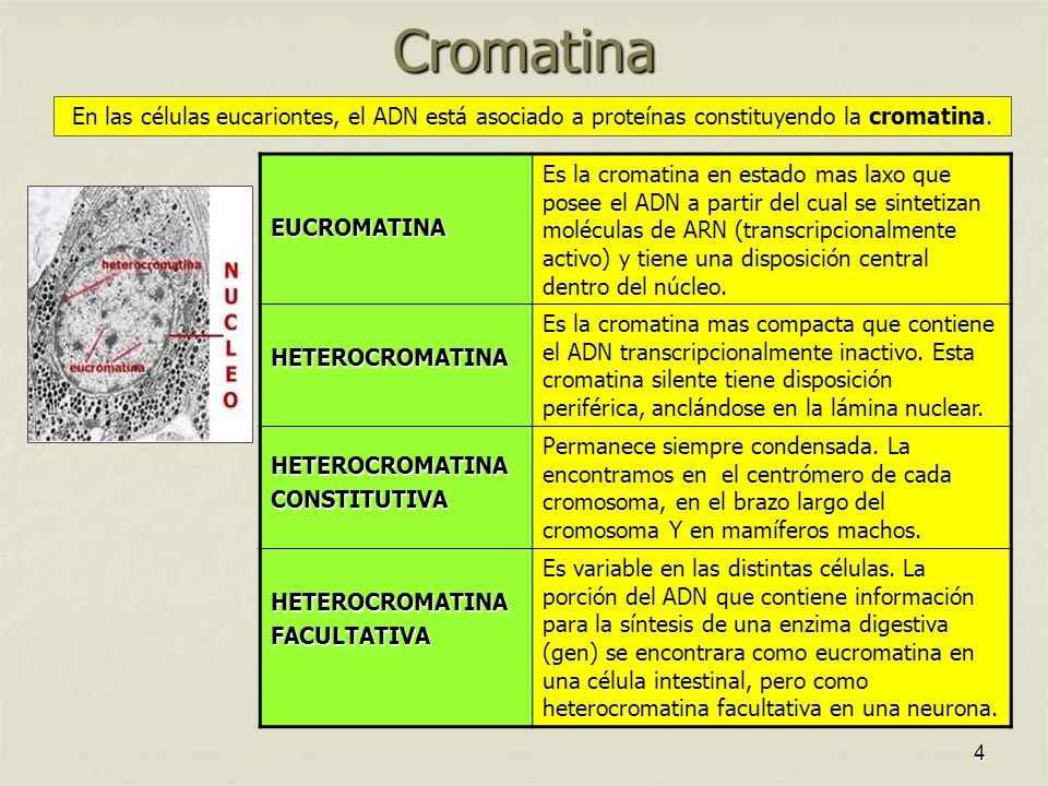 Cromatina En las células eucariontes, el ADN está asociado a proteínas constituyendo la cromatina. EUCROMATINA.