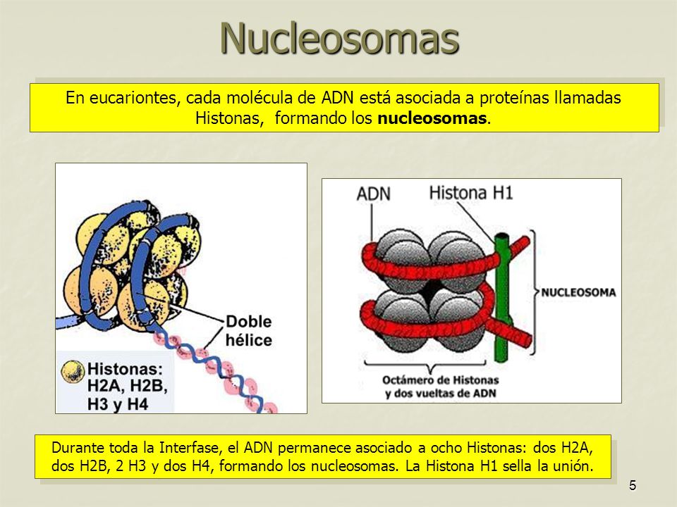 Nucleosomas En eucariontes, cada molécula de ADN está asociada a proteínas llamadas Histonas, formando los nucleosomas.