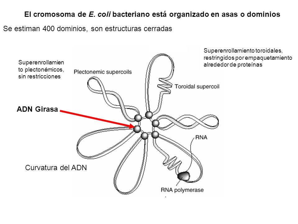 El cromosoma de E. coli bacteriano está organizado en asas o dominios