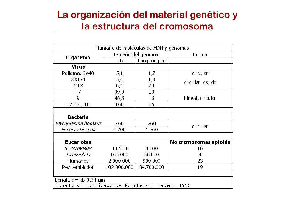 La organización del material genético y la estructura del cromosoma