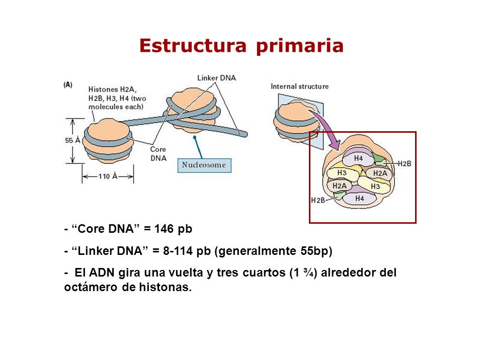 Estructura primaria - Core DNA = 146 pb