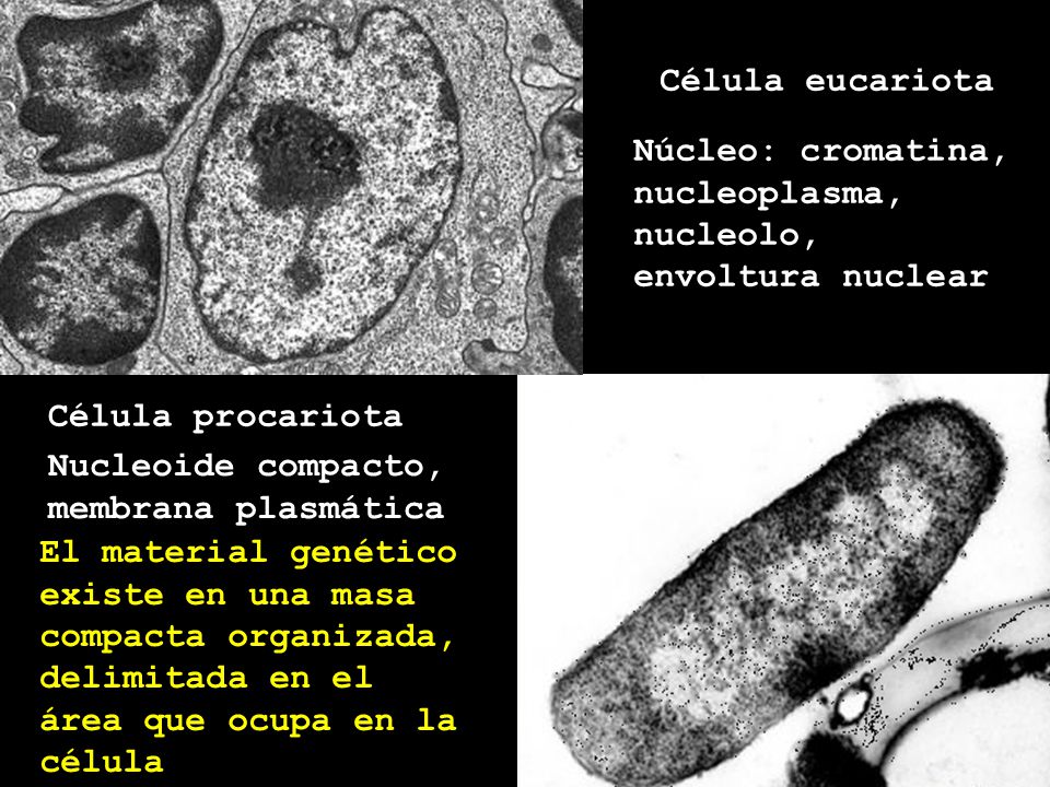 Célula eucariota Núcleo: cromatina, nucleoplasma, nucleolo, envoltura nuclear. Célula procariota.