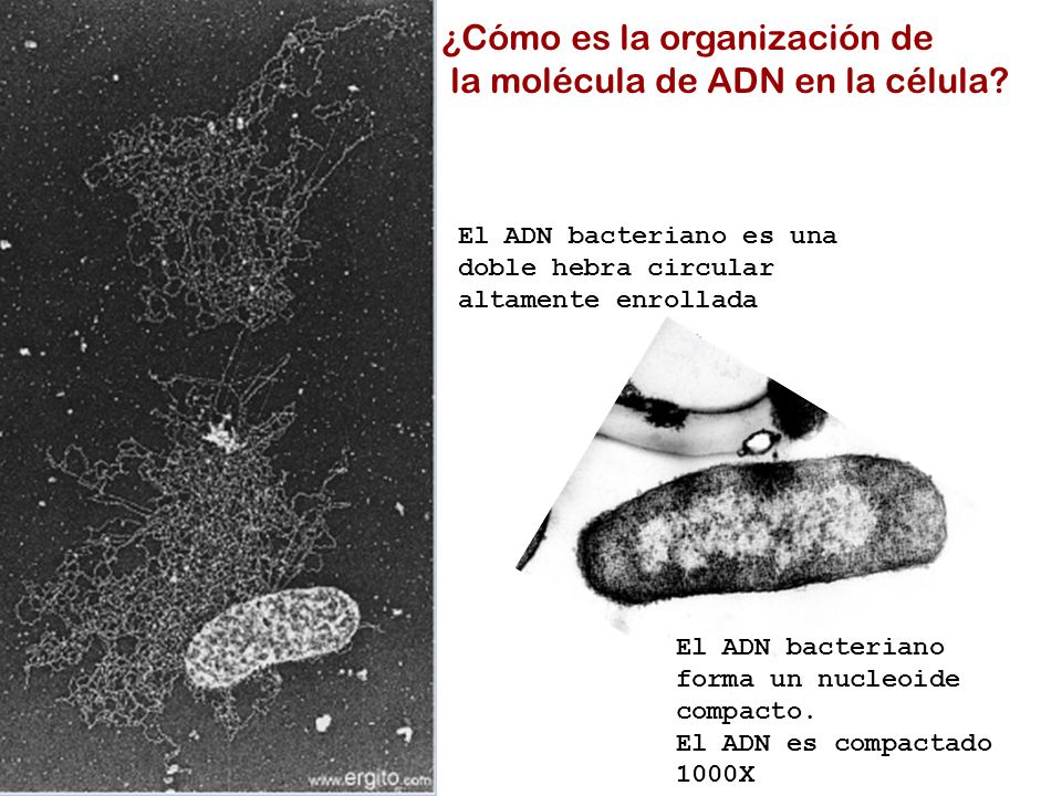 ¿Cómo es la organización de la molécula de ADN en la célula