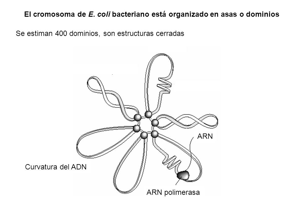 El cromosoma de E. coli bacteriano está organizado en asas o dominios