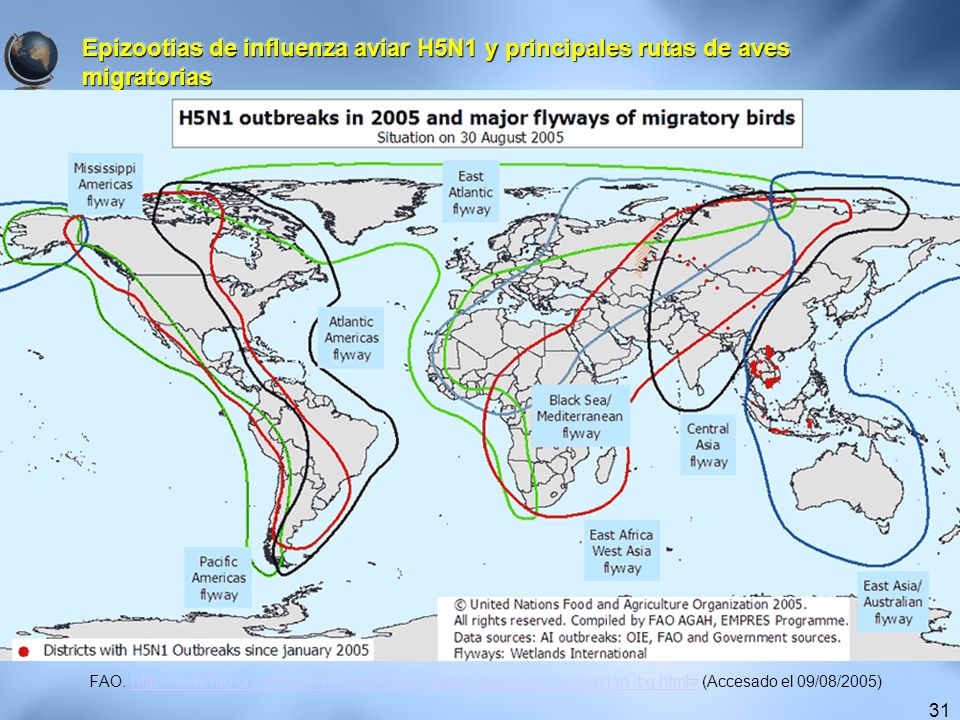 Epizootias de influenza aviar H5N1 y principales rutas de aves migratorias