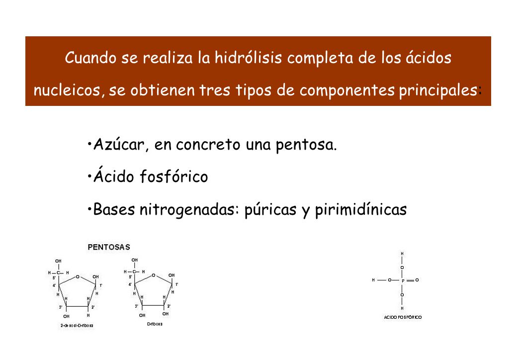 Cuando se realiza la hidrólisis completa de los ácidos nucleicos, se obtienen tres tipos de componentes principales: