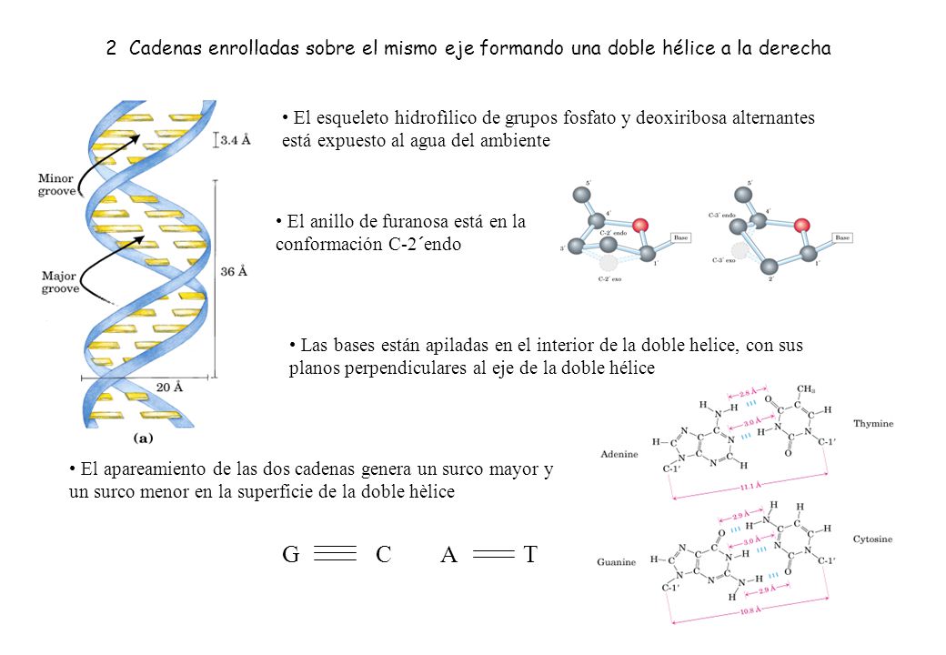 2 Cadenas enrolladas sobre el mismo eje formando una doble hélice a la derecha
