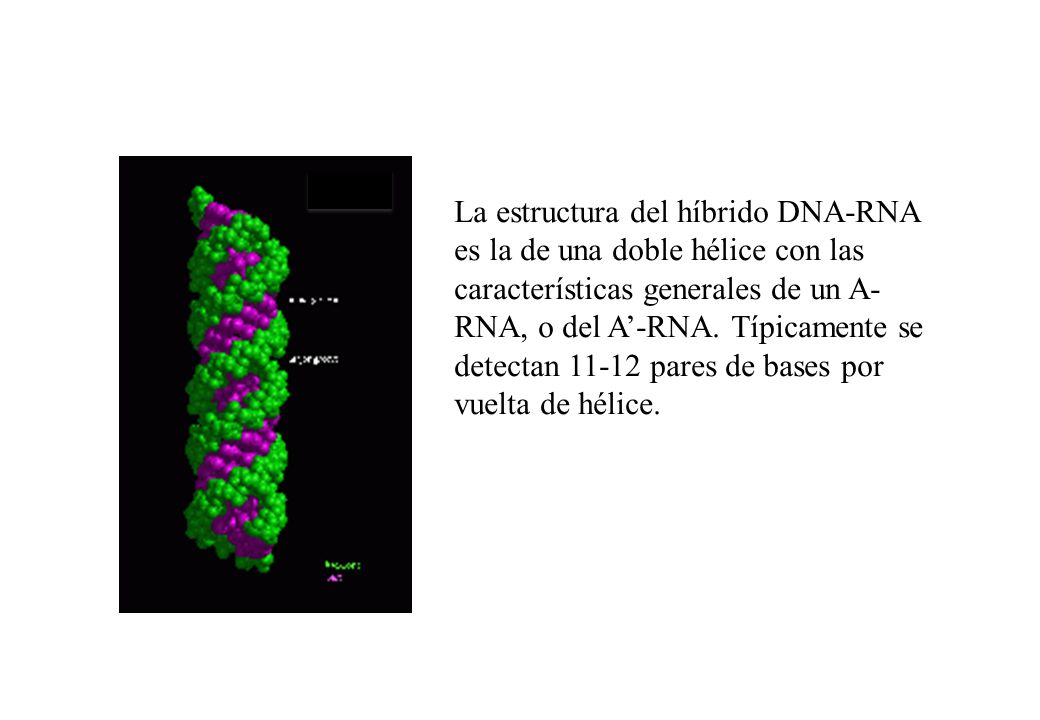 La estructura del híbrido DNA-RNA es la de una doble hélice con las características generales de un A-RNA, o del A’-RNA.