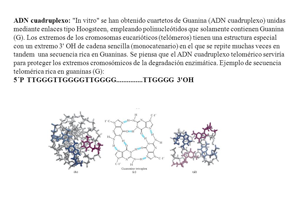 ADN cuadruplexo: In vitro se han obtenido cuartetos de Guanina (ADN cuadruplexo) unidas mediante enlaces tipo Hoogsteen, empleando polinucleótidos que solamente contienen Guanina (G).