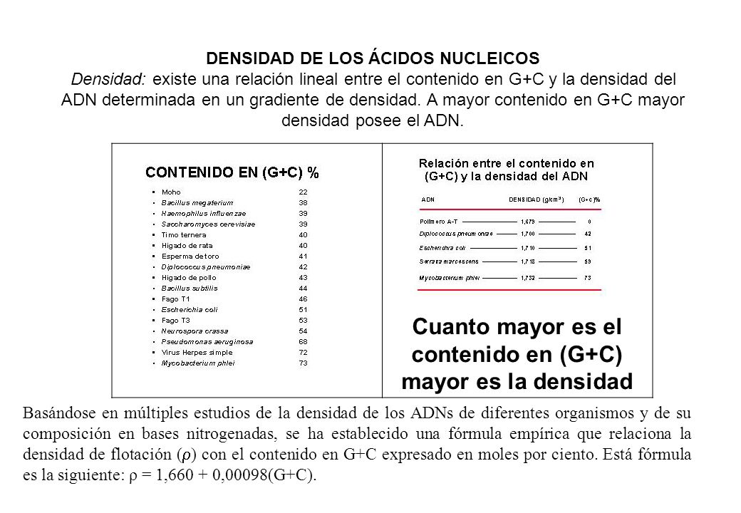 Cuanto mayor es el contenido en (G+C) mayor es la densidad
