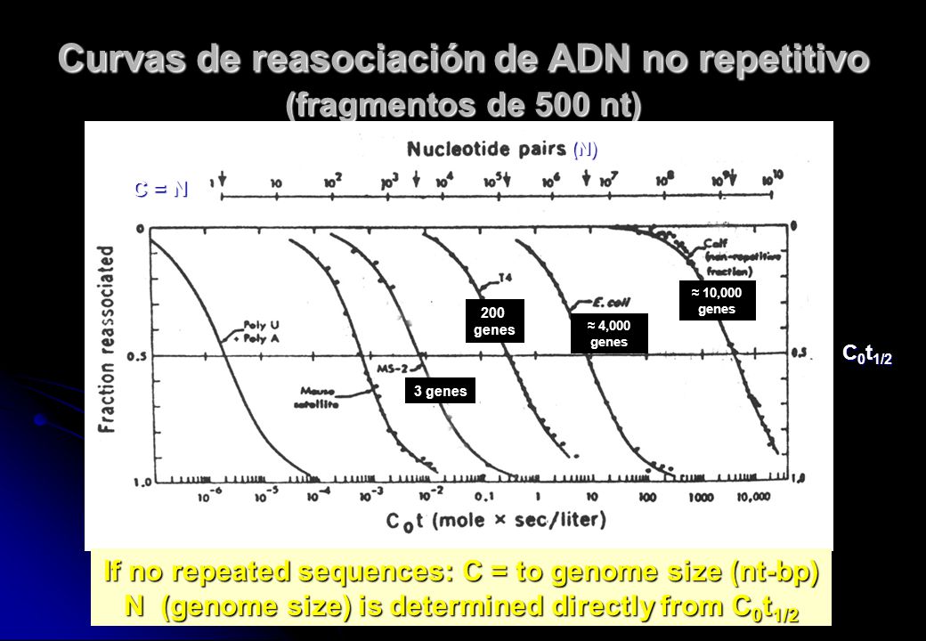 Curvas de reasociación de ADN no repetitivo (fragmentos de 500 nt)