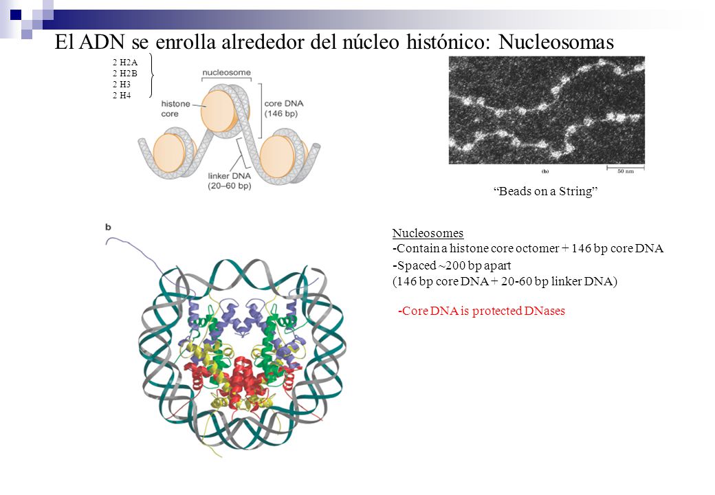 El ADN se enrolla alrededor del núcleo histónico: Nucleosomas