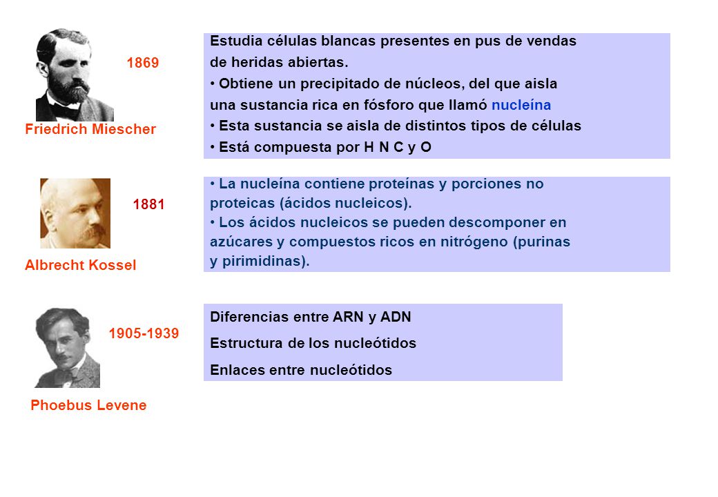 Friedrich Miescher Estudia células blancas presentes en pus de vendas. de heridas abiertas.