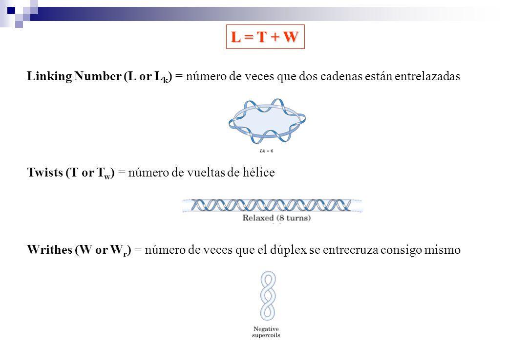 L = T + W Linking Number (L or Lk) = número de veces que dos cadenas están entrelazadas. Twists (T or Tw) = número de vueltas de hélice.
