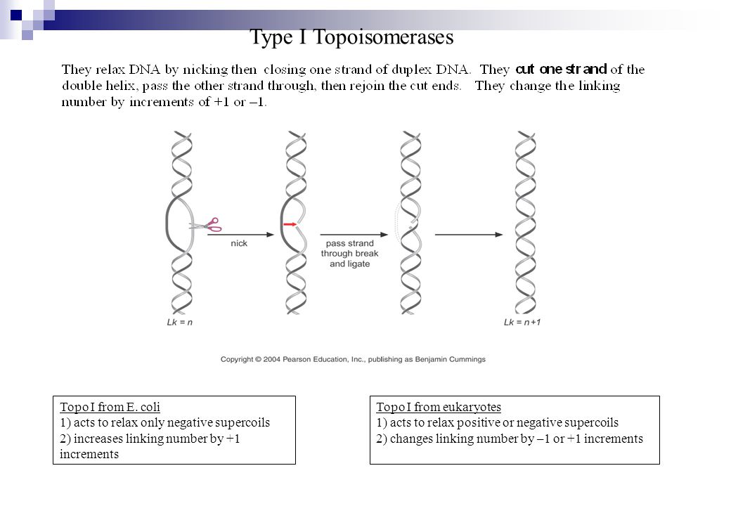 Type I Topoisomerases Topo I from E. coli