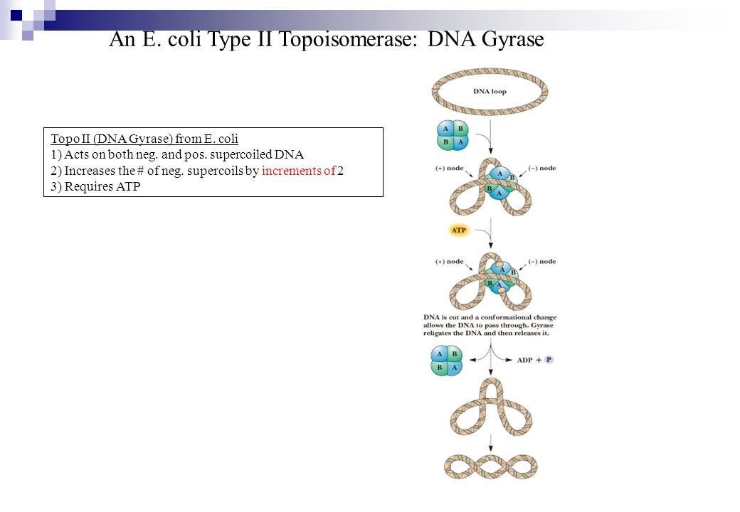An E. coli Type II Topoisomerase: DNA Gyrase
