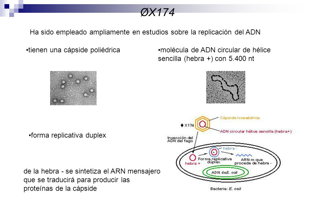 De los virus anteriormente indicados, algunos han sido ampliamente estudiados genéticamente por distintos motivos. Por tanto, no está demás añadir algunos detalles sobre varios de estos virus.
