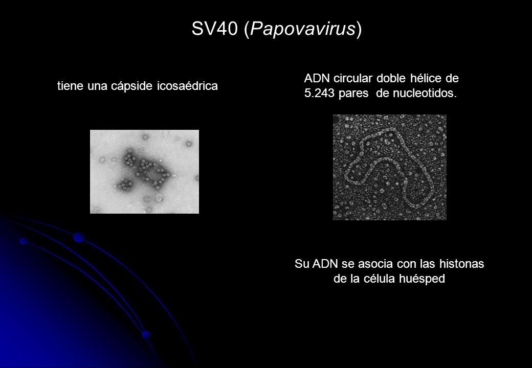 Su ADN se asocia con las histonas de la célula huésped