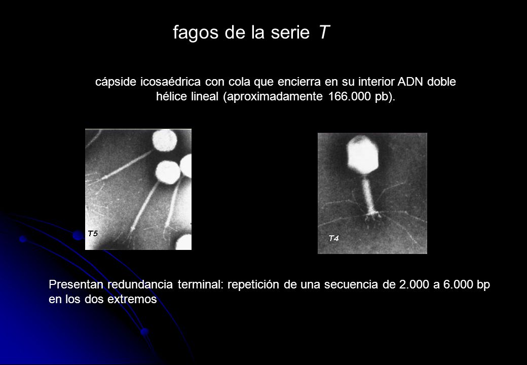 fagos de la serie T cápside icosaédrica con cola que encierra en su interior ADN doble hélice lineal (aproximadamente pb).
