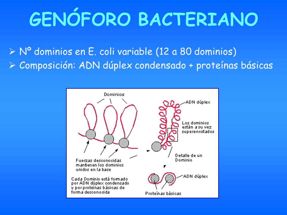 GENÓFORO BACTERIANO Nº dominios en E. coli variable (12 a 80 dominios)