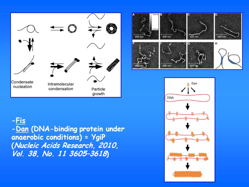 -Fis -Dan (DNA-binding protein under anaerobic conditions) = YgiP.