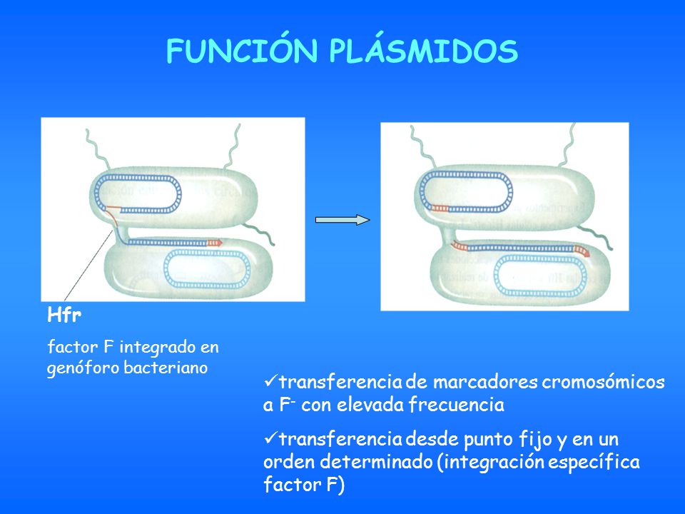 FUNCIÓN PLÁSMIDOS Hfr. factor F integrado en genóforo bacteriano. transferencia de marcadores cromosómicos a F- con elevada frecuencia.