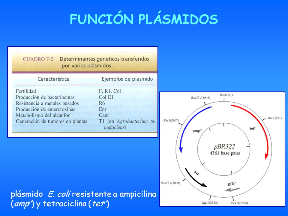 FUNCIÓN PLÁSMIDOS plásmido E. coli resistente a ampicilina (ampr) y tetraciclina (tetr)