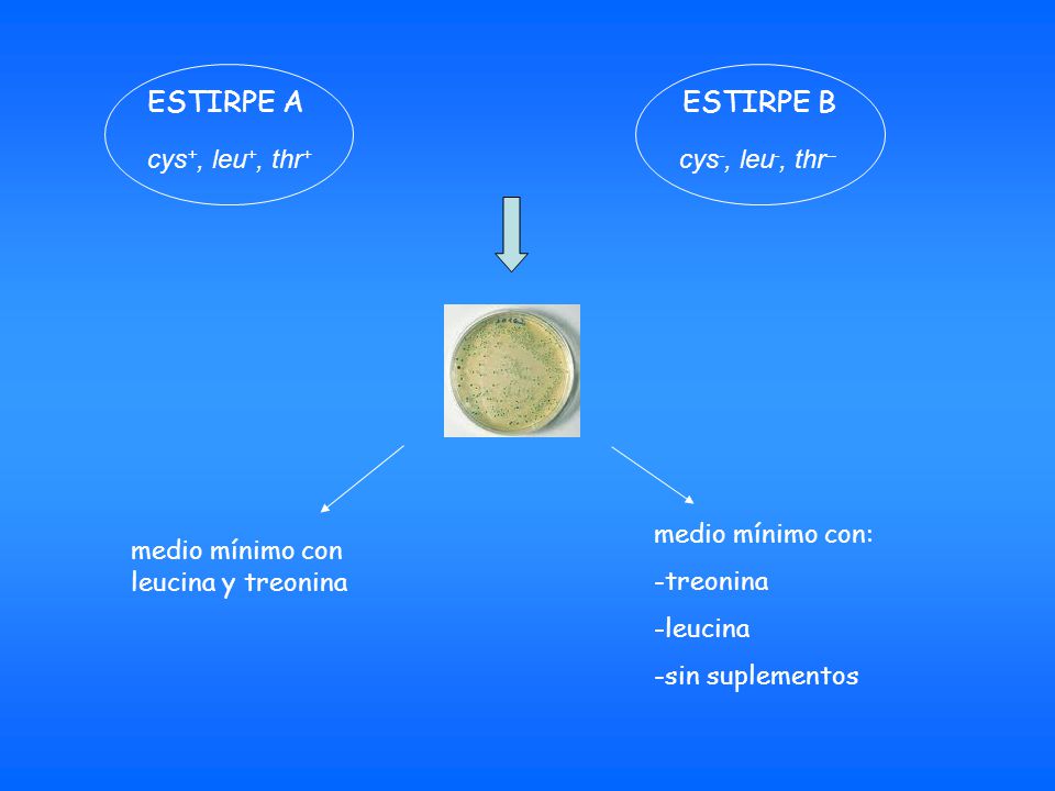 ESTIRPE A ESTIRPE B cys+, leu+, thr+ cys-, leu-, thr--
