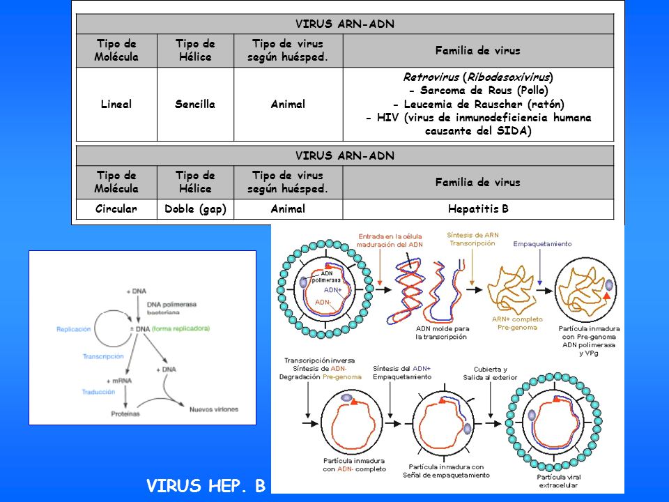 VIRUS HEP. B VIRUS ARN-ADN Tipo de Molécula Tipo de Hélice