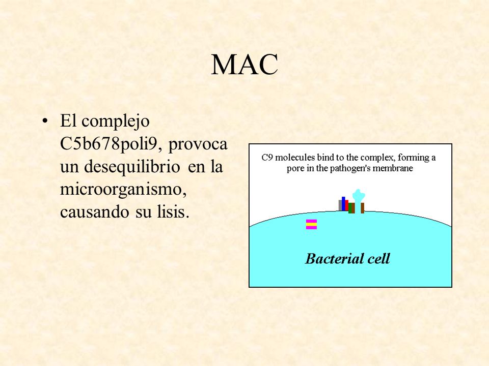 MAC El complejo C5b678poli9, provoca un desequilibrio en la microorganismo, causando su lisis.