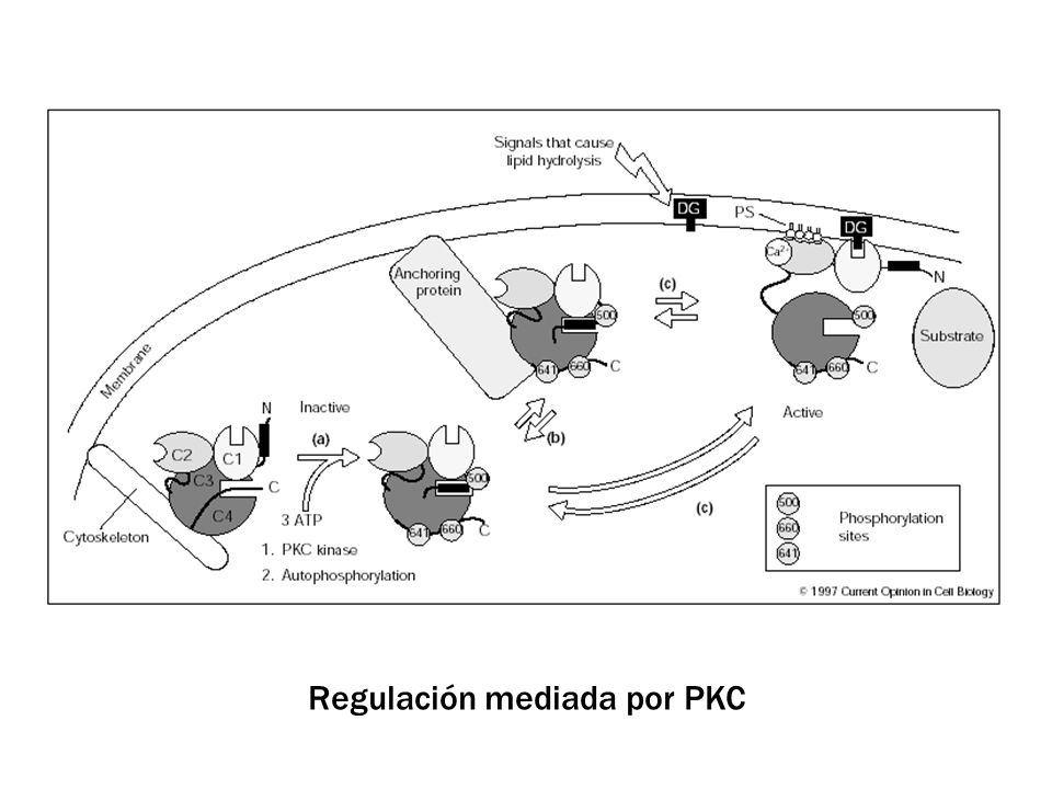 Regulación mediada por PKC