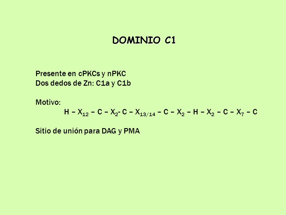 DOMINIO C1 Presente en cPKCs y nPKC Dos dedos de Zn: C1a y C1b Motivo: