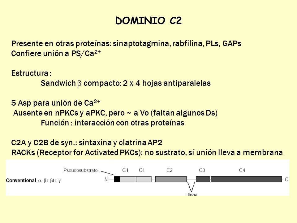 DOMINIO C2 Presente en otras proteínas: sinaptotagmina, rabfilina, PLs, GAPs. Confiere unión a PS/Ca2+
