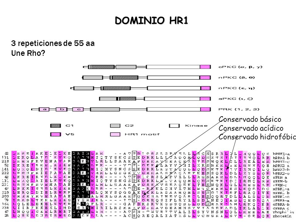 DOMINIO HR1 3 repeticiones de 55 aa Une Rho Conservado básico